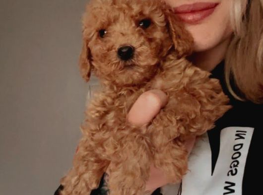 Toy Poodle Yavrularımız görsel