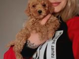 Toy Poodle Yavrularımız
