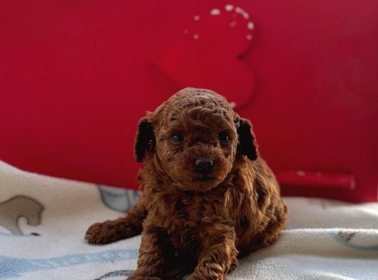 Kıvır Kıvır Orjinal Poodle Minişlerim görsel