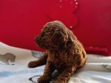 Kıvır Kıvır Orjinal Poodle Minişlerim