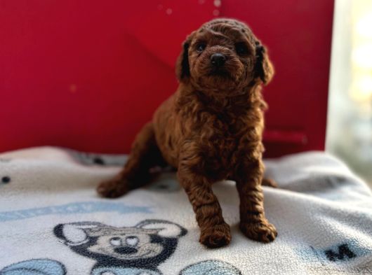 Kıvır Kıvır Orjinal Poodle Minişlerim