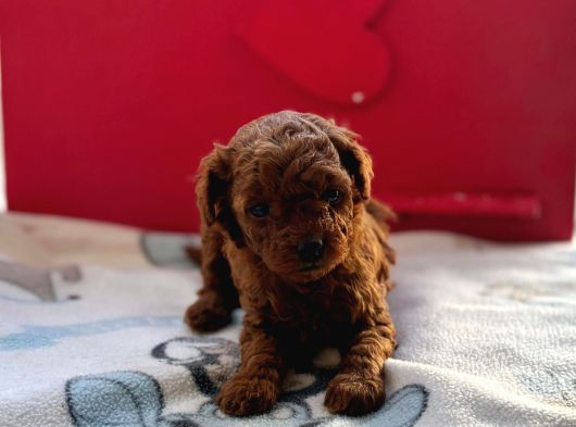 Kıvır Kıvır Orjinal Poodle Minişlerim görsel