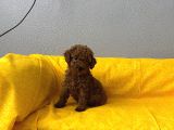 Safkan Büyümeyen Boy Toy Poodle Bebeklerim