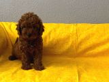 Safkan Büyümeyen Boy Toy Poodle Bebeklerim