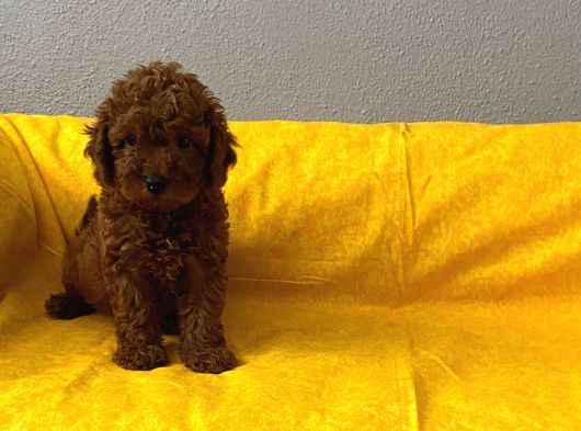 Safkan Büyümeyen Boy Toy Poodle Bebeklerim görsel