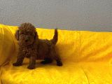 Safkan Büyümeyen Boy Toy Poodle Bebeklerim