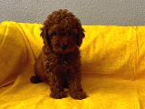 Safkan Büyümeyen Boy Toy Poodle Bebeklerim