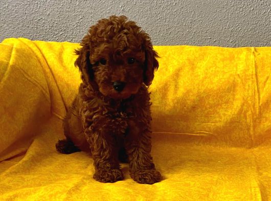 Safkan Büyümeyen Boy Toy Poodle Bebeklerim görsel
