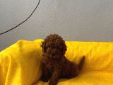 Safkan Büyümeyen boy toy Poodle bebeklerim