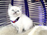 British Shorthair Bluepoint Yavrular