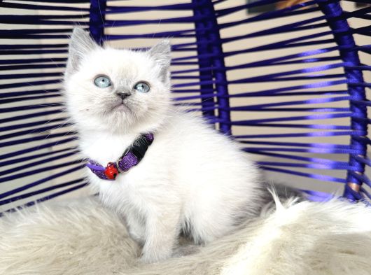 British Shorthair Bluepoint Yavrular görsel