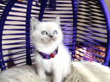 British Shorthair Bluepoint Yavrular