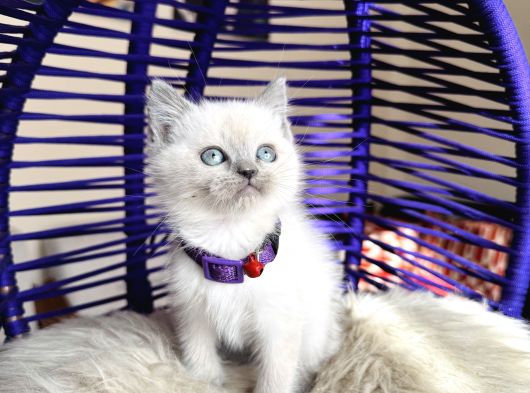British Shorthair Bluepoint Yavrular görsel