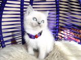 British Shorthair Bluepoint Yavrular