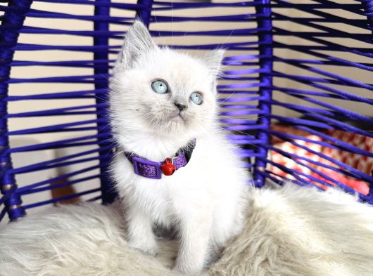 British Shorthair Bluepoint Yavrular görsel
