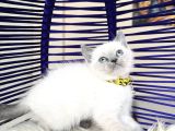 British Shorthair Bluepoint Yavrular