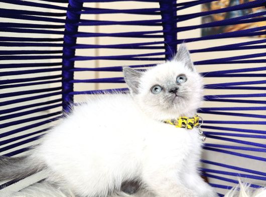 British Shorthair Bluepoint Yavrular görsel
