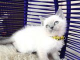 British Shorthair Bluepoint Yavrular