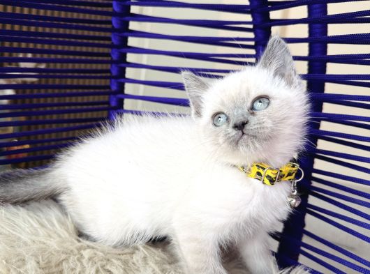 British Shorthair Bluepoint Yavrular görsel