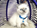 British Shorthair bluepoint yavrular