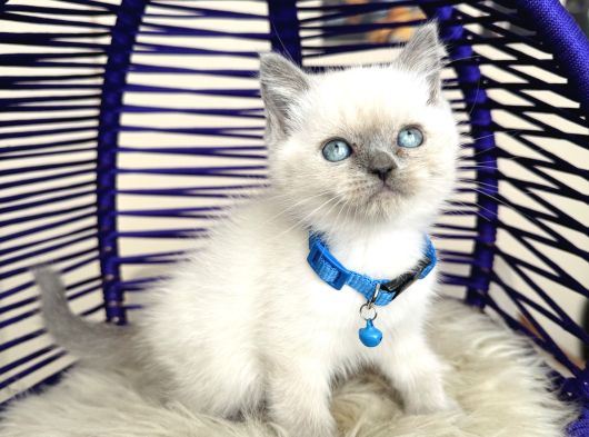 British Shorthair Bluepoint Yavrular