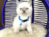 British Shorthair Bluepoint Yavrular