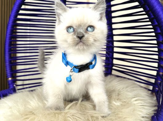 British Shorthair Bluepoint Yavrular görsel