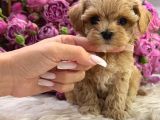 Korean Malti̇poo Bebekler