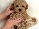 Korean Malti̇poo Bebekler