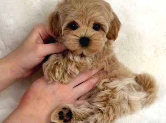 Korean Malti̇poo Bebekler görsel