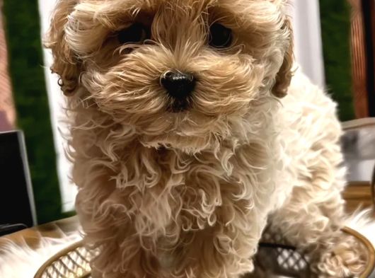 Türki̇yede En Özel Kore Malti̇poo Yavrularimiz görsel