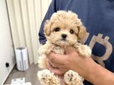Babyface Korean Malti̇poo Yavrularim