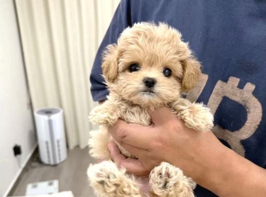 Babyface Korean Malti̇poo Yavrularim görsel