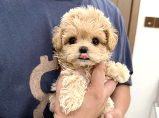 Babyface Korean Malti̇poo Yavrularim