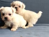 Kore Maltese Yavrularımız