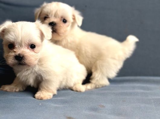 Kore Maltese Yavrularımız