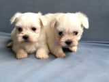 Kore Maltese Yavrularımız