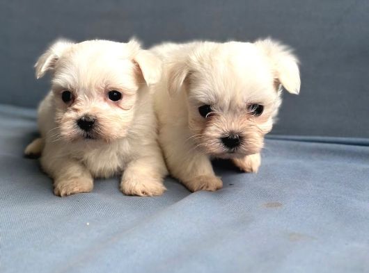 Kore Maltese Yavrularımız görsel