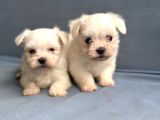 Kore Maltese Yavrularımız