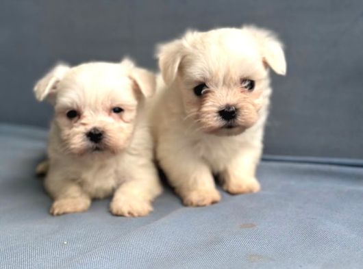 Kore Maltese Yavrularımız görsel
