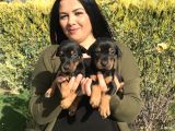 SAFKAN KİNG DOBERMAN YAVRULARIM