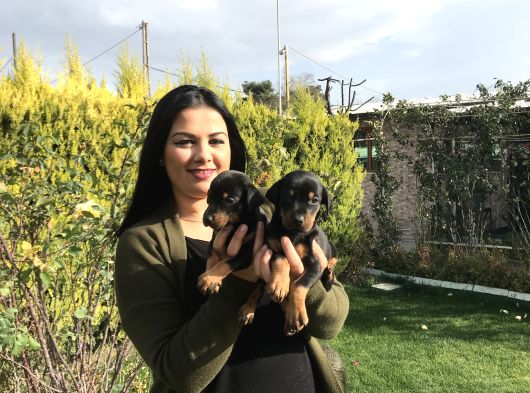 Safkan Ki̇ng Doberman Yavrularim görsel