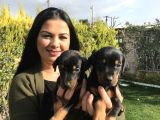 Safkan Ki̇ng Doberman Yavrularim