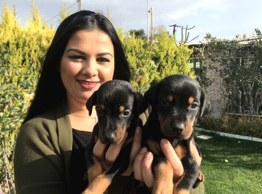Safkan Ki̇ng Doberman Yavrularim görsel