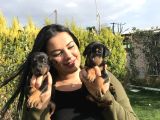 Safkan Ki̇ng Doberman Yavrularim