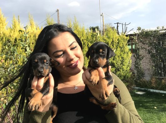 Safkan Ki̇ng Doberman Yavrularim görsel