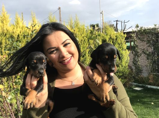 Safkan Ki̇ng Doberman Yavrularim görsel