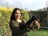Safkan Ki̇ng Doberman Yavrularim