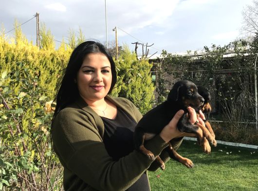 Safkan Ki̇ng Doberman Yavrularim görsel