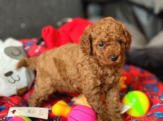 İnstagram Toypoodlepuppy09 görsel